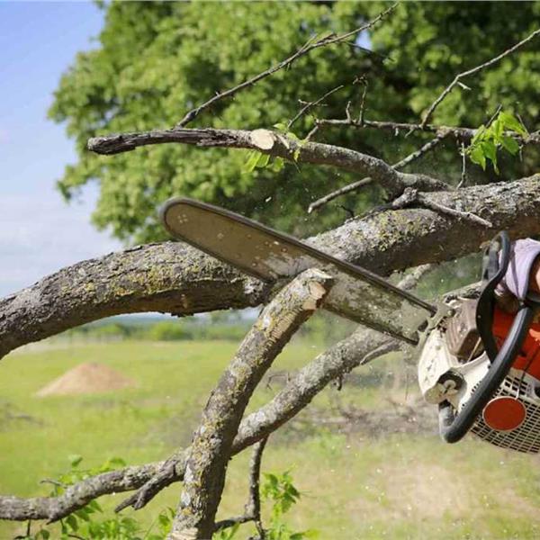 Tree Removal  nostemcategory01Services nostemallitems