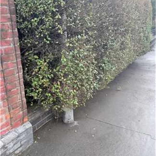 Hedge Cutting  nostemcategory01Services nostemallitems