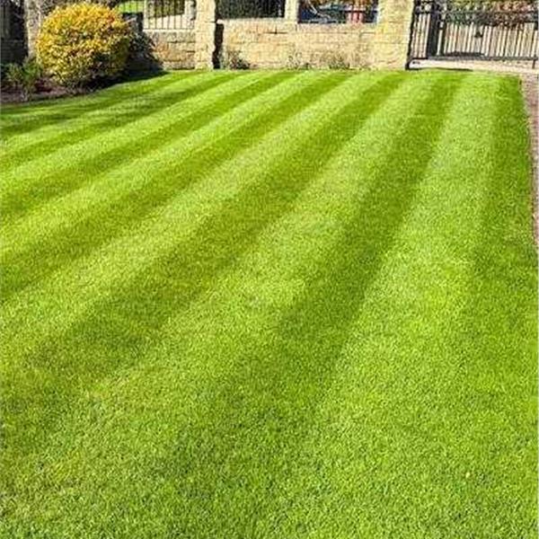 Grass Cutting  nostemcategory01Services nostemallitems